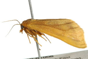  ( - 10BBLEP-01008)  @13 [ ] CreativeCommons - Attribution (2010) CBG Photography Group Centre for Biodiversity Genomics