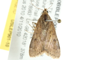  ( - 10BBLEP-00901)  @12 [ ] CreativeCommons - Attribution (2010) CBG Photography Group Centre for Biodiversity Genomics