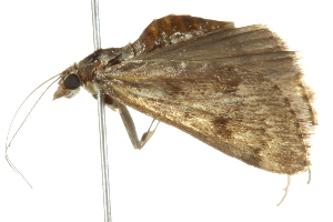  ( - 10BBLEP-00902)  @12 [ ] CreativeCommons - Attribution (2010) CBG Photography Group Centre for Biodiversity Genomics