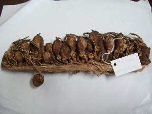  ( - MHNSM USM-264127)  @11 [ ] Copyright (2014) Francis Kahn Museo de Historia Natural San Marcos
