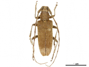  (Acalolepta fraudatrix - CCDB-33184-A01)  @11 [ ] CreativeCommons - Attribution (2019) CBG Photography Group Centre for Biodiversity Genomics