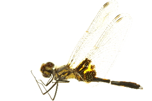  (Celithemis ornata - 10BBODA-0029)  @14 [ ] CreativeCommons - Attribution (2010) CBG Photography Group Centre for Biodiversity Genomics