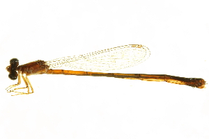  ( - 10BBODA-0072)  @12 [ ] CreativeCommons - Attribution (2010) CBG Photography Group Centre for Biodiversity Genomics