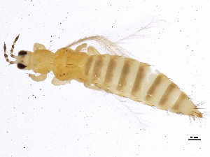  (Frankliniella bispinosa - 10BBTHY-0087)  @15 [ ] CreativeCommons - Attribution (2010) CBG Photography Group Centre for Biodiversity Genomics