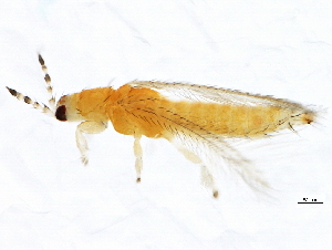  (Frankliniella bispinosa - 10BBTHY-0071)  @15 [ ] CreativeCommons - Attribution (2010) CBG Photography Group Centre for Biodiversity Genomics