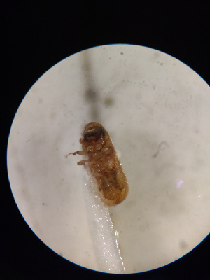  ( - 18-UTSC-PJ-COL-031.1)  @11 [ ] CreativeCommons  Attribution (Praveen Jayarajan) (2019) Praveen Jayarajan UTSC MacIvor lab