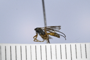  (Ageniella faceta - UUPomp_006)  @11 [ ] Copyright (2024) Jeremy Blaschke Union University