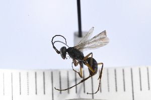  (Ageniella obscura - UUPomp_008)  @11 [ ] Copyright (2024) Jeremy Blaschke Union University