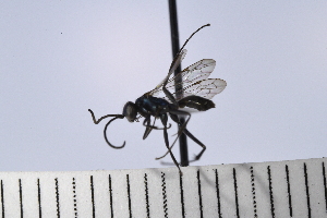  (Auplopus cf. caerulescens - UUPomp_013)  @11 [ ] Copyright (2024) Jeremy Blaschke Union University