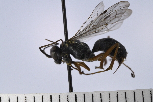  (Auplopus mellipes - UUPomp_014)  @11 [ ] Copyright (2024) Jeremy Blaschke Union University