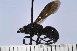  (Calopompilus albopilosus - UUPomp_023)  @11 [ ] Copyright (2024) Jeremy Blaschke Union University