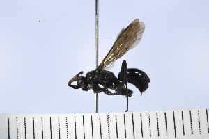  ( - UUPomp_025)  @11 [ ] Copyright (2024) Jeremy Blaschke Union University