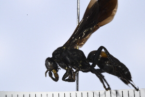  ( - UUPomp_029)  @11 [ ] Copyright (2024) Jeremy Blaschke Union University