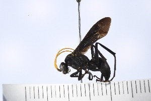  (Entypus fulvicornis - UUPomp_048)  @11 [ ] Copyright (2024) Jeremy Blaschke Union University