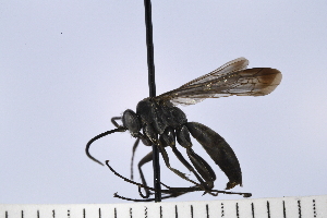  (Anoplius carolinus - UUPomp_110)  @11 [ ] Copyright (2024) Jeremy Blaschke Union University