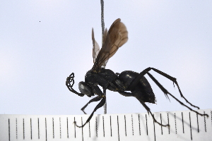  (Anoplius cf. ventralis - UUPomp_112)  @11 [ ] Copyright (2024) Jeremy Blaschke Union University