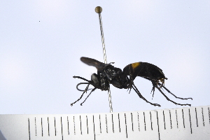  (Anoplius semicinctus - UUPomp_123)  @11 [ ] Copyright (2022) Jeremy Blaschke Union University
