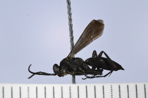  (Anoplius cf. insolens - UUPomp_130)  @11 [ ] Copyright (2024) Jeremy Blaschke Union University
