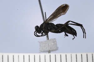  (Anoplius amethystinus - UUPomp_131)  @11 [ ] Copyright (2024) Jeremy Blaschke Union University