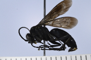  ( - UUPomp_145)  @11 [ ] Copyright (2019) Jeremy Blaschke Union University