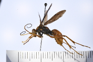  (Priocnessus nuperus - UUPomp_188)  @11 [ ] Copyright (2024) Jeremy Blaschke Union University