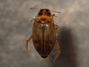  ( - WYNDD-0358)  @11 [ ] No Rights Reserved (nrr) (2022) Unspecified Wyoming Natural Diversity Database