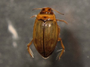  ( - WYNDD-0359)  @11 [ ] No Rights Reserved (nrr) (2022) Unspecified Wyoming Natural Diversity Database