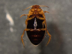  ( - WYNDD-0359)  @11 [ ] No Rights Reserved (nrr) (2022) Unspecified Wyoming Natural Diversity Database