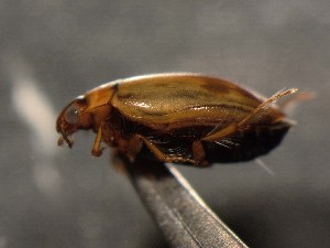  ( - WYNDD-0359)  @11 [ ] No Rights Reserved (nrr) (2022) Unspecified Wyoming Natural Diversity Database