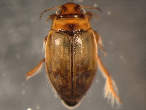  ( - WYNDD-0375)  @11 [ ] No Rights Reserved (nrr) (2022) Unspecified Wyoming Natural Diversity Database