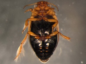  ( - WYNDD-0375)  @11 [ ] No Rights Reserved (nrr) (2022) Unspecified Wyoming Natural Diversity Database