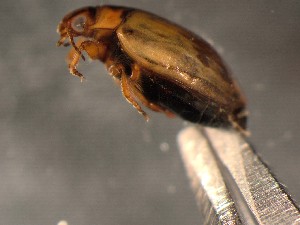  (Hygrotus diversipes - WYNDD-0375)  @11 [ ] No Rights Reserved (nrr) (2022) Unspecified Wyoming Natural Diversity Database