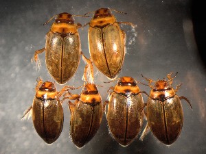  ( - WYNDD-0376)  @11 [ ] No Rights Reserved (nrr) (2022) Unspecified Wyoming Natural Diversity Database