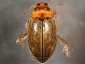  ( - WYNDD-0376)  @11 [ ] No Rights Reserved (nrr) (2022) Unspecified Wyoming Natural Diversity Database