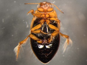  ( - WYNDD-0376)  @11 [ ] No Rights Reserved (nrr) (2022) Unspecified Wyoming Natural Diversity Database