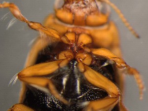  ( - WYNDD-0376)  @11 [ ] No Rights Reserved (nrr) (2022) Unspecified Wyoming Natural Diversity Database