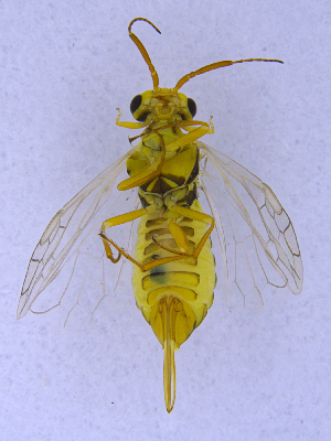  ( - UZSAV129)  @11 [ ] CreativeCommons  Attribution Non-Commercial Share-Alike (2022) Martin Secansky Slovak National Museum-Natural History Museum