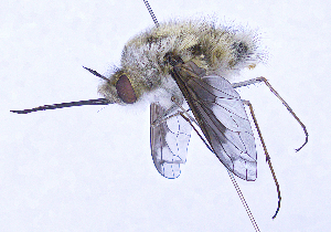 (Bombylius fimbriatus - UZSAV221)  @11 [ ] CreativeCommons  Attribution Non-Commercial Share-Alike (2023) Martin Secansky Slovak National Museum-Natural History Museum
