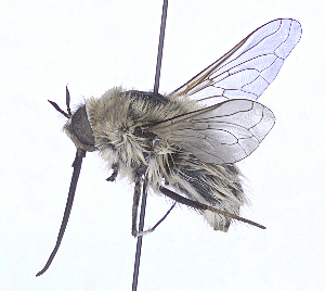 (Bombylius posticus - UZSAV224)  @11 [ ] CreativeCommons  Attribution Non-Commercial Share-Alike (2023) Martin Secansky Slovak National Museum-Natural History Museum