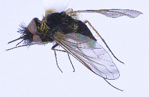  (Bombylisoma nigriceps - UZSAV291)  @11 [ ] CreativeCommons  Attribution Non-Commercial Share-Alike (2023) Martin Secansky Slovak National Museum-Natural History Museum