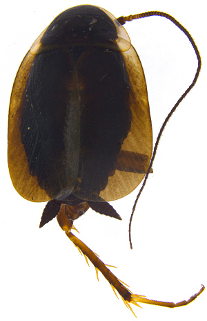  (Phyllodromica latipennis - UZSAV548)  @11 [ ] CreativeCommons  Attribution Non-Commercial Share-Alike (2022) Martin Secansky Slovak National Museum-Natural History Museum