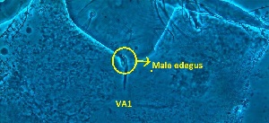  ( - VA1.2 COI)  @11 [ ] No Rights Reserved (2015) shruti bennur Kerala agricultural university