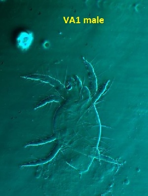  ( - VA1.2 COI)  @11 [ ] No Rights Reserved (2015) shruti bennur Kerala agricultural university