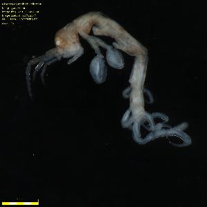  ( - WCH_2160)  @11 [ ] CreativeCommons - Attribution Non-Commercial Share-Alike (2018) Matthieu Leray Smithsonian Institution