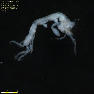  ( - WCH_2161)  @11 [ ] CreativeCommons - Attribution Non-Commercial Share-Alike (2018) Matthieu Leray Smithsonian Institution