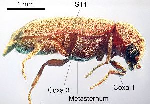  ( - 2020.06.28 Oligomerus ptilinoides (specimen 1))  @11 [ ] CreativeCommons - Attribution Share-Alike (2023) Unspecified University of Lausanne