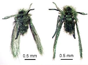  ( - 2023.08.22 Trichopsychoda hirtella (specimen 2))  @11 [ ] CreativeCommons - Attribution Share-Alike (2024) Unspecified University of Lausanne