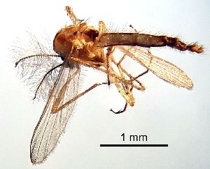  ( - 2023.08.22 Parametriocnemus (specimen 2))  @11 [ ] CreativeCommons - Attribution Share-Alike (2024) Unspecified University of Lausanne