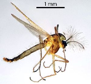  ( - 2023.08.22 Parametriocnemus (specimen 4))  @11 [ ] CreativeCommons - Attribution Share-Alike (2024) Unspecified University of Lausanne