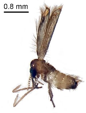  ( - 22.08.2024 Trichopsychoda hirtella (Psy8))  @11 [ ] CreativeCommons - Attribution Share-Alike (2025) Unspecified University of Lausanne